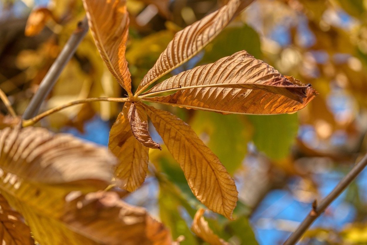 Конский каштан листья осенью