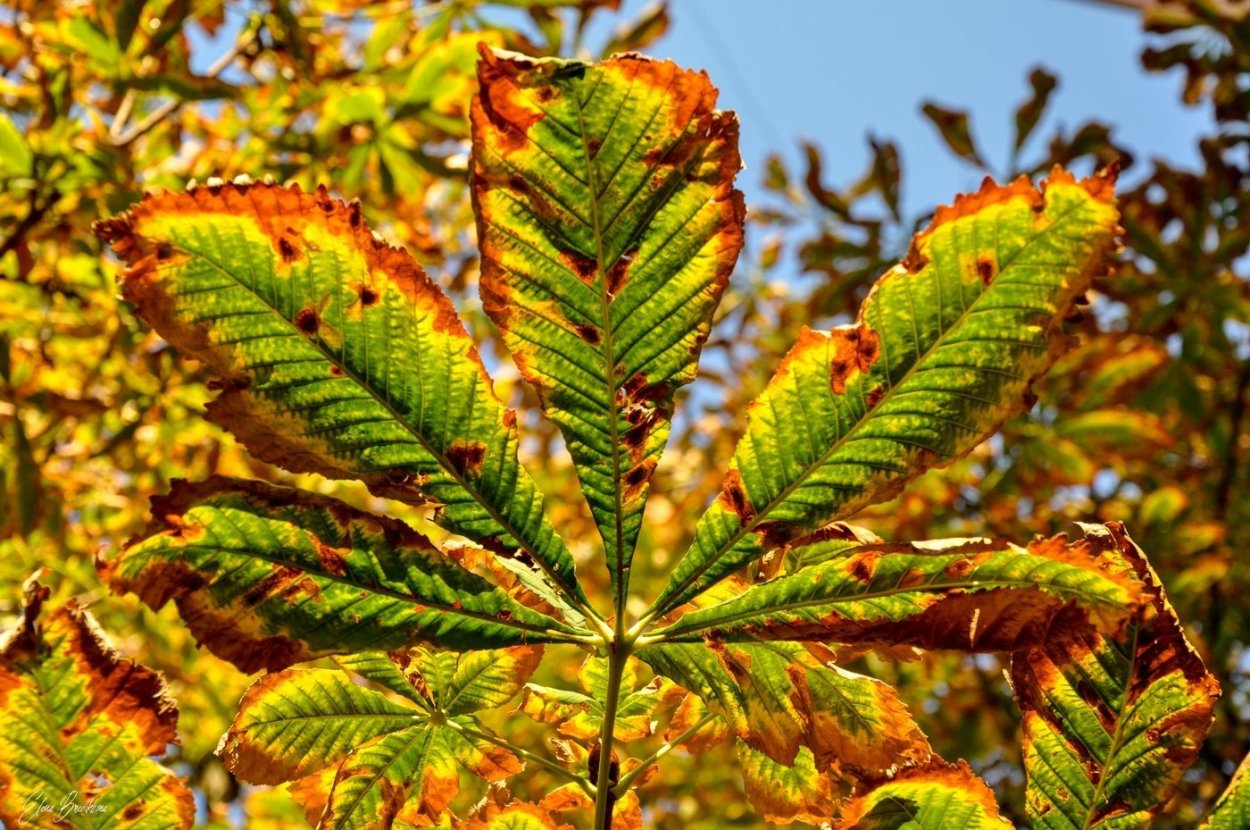 Ржавчина на каштане конском