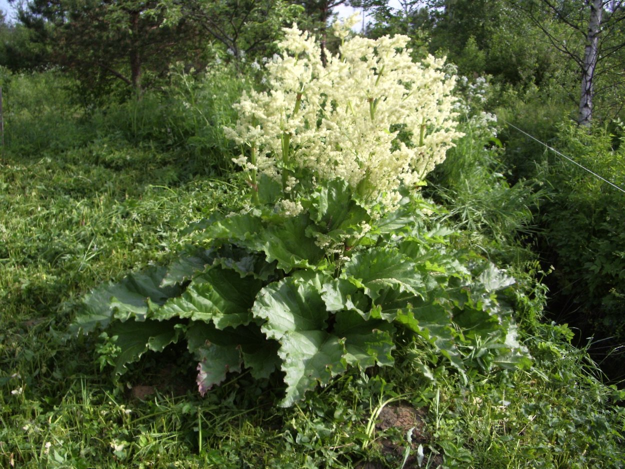 Ревень Черноморский