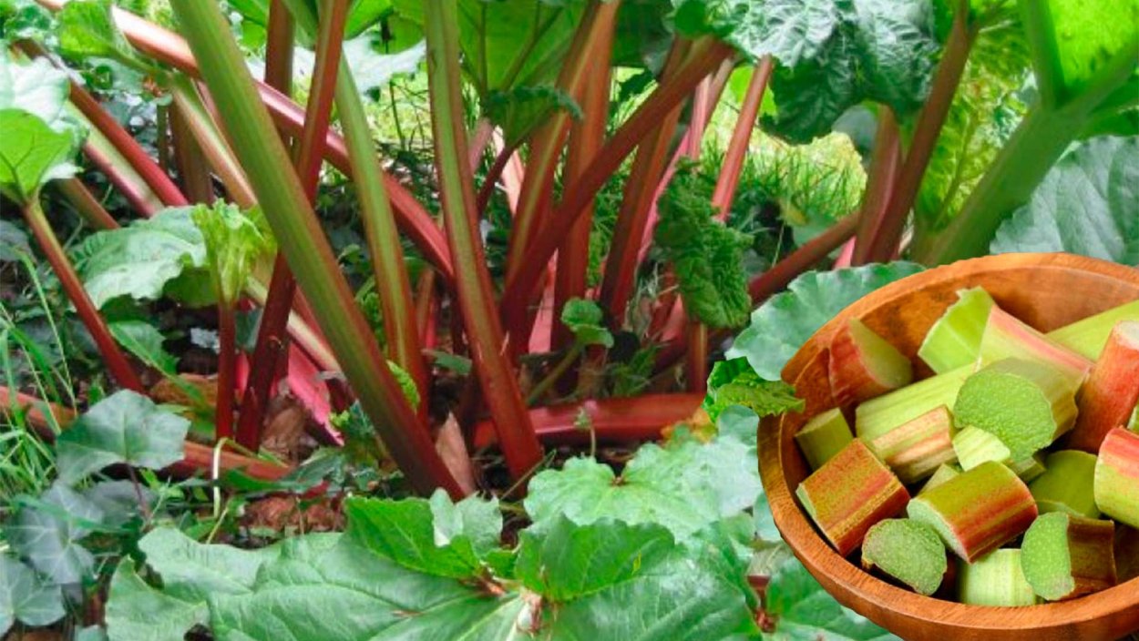 Ревень цветет