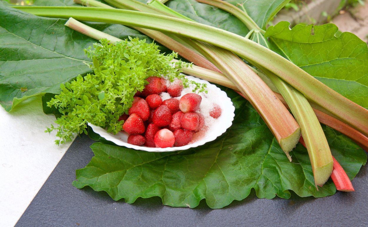 Ревень дикий