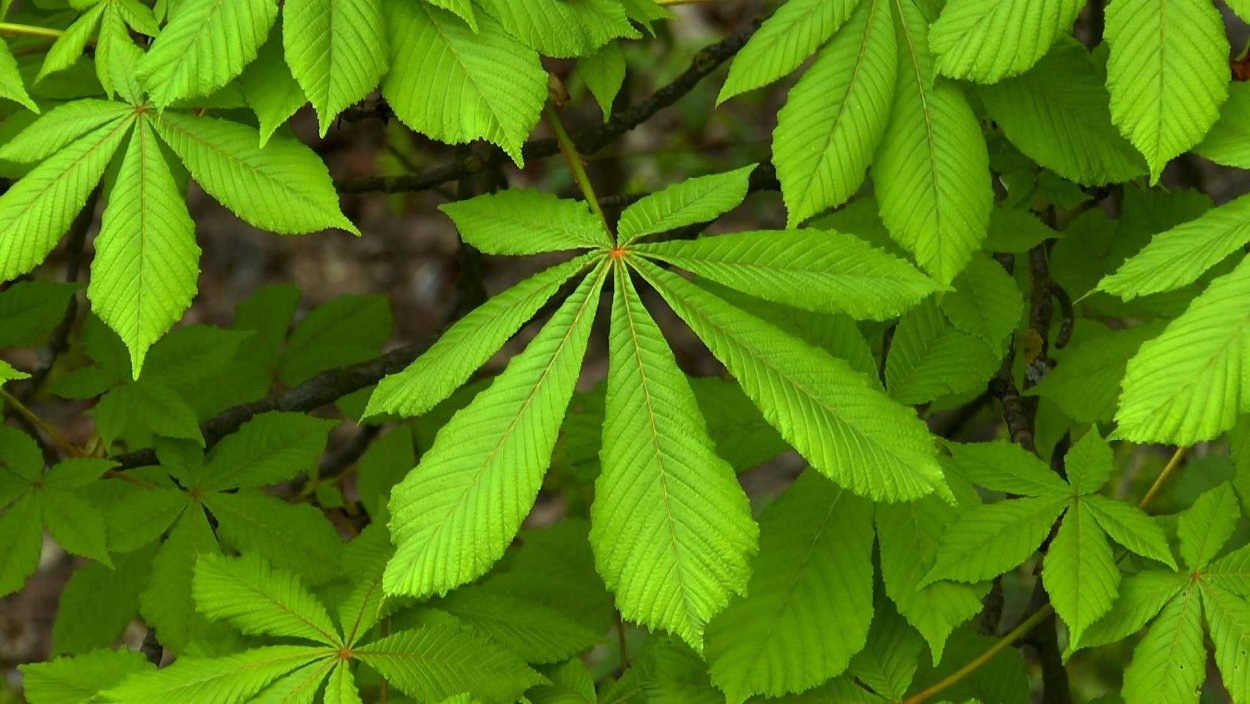 Конский каштан листья