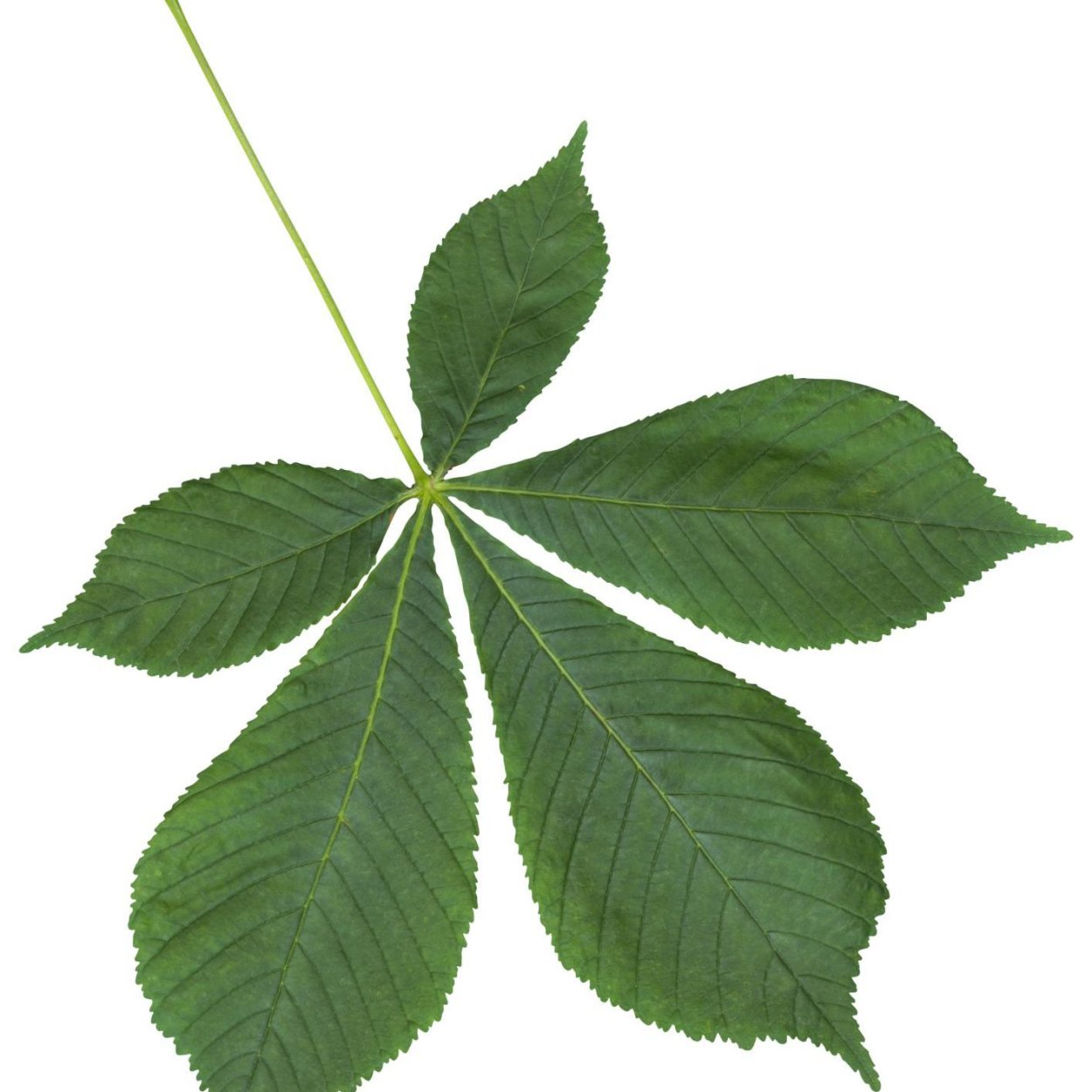 Листья клена и каштана