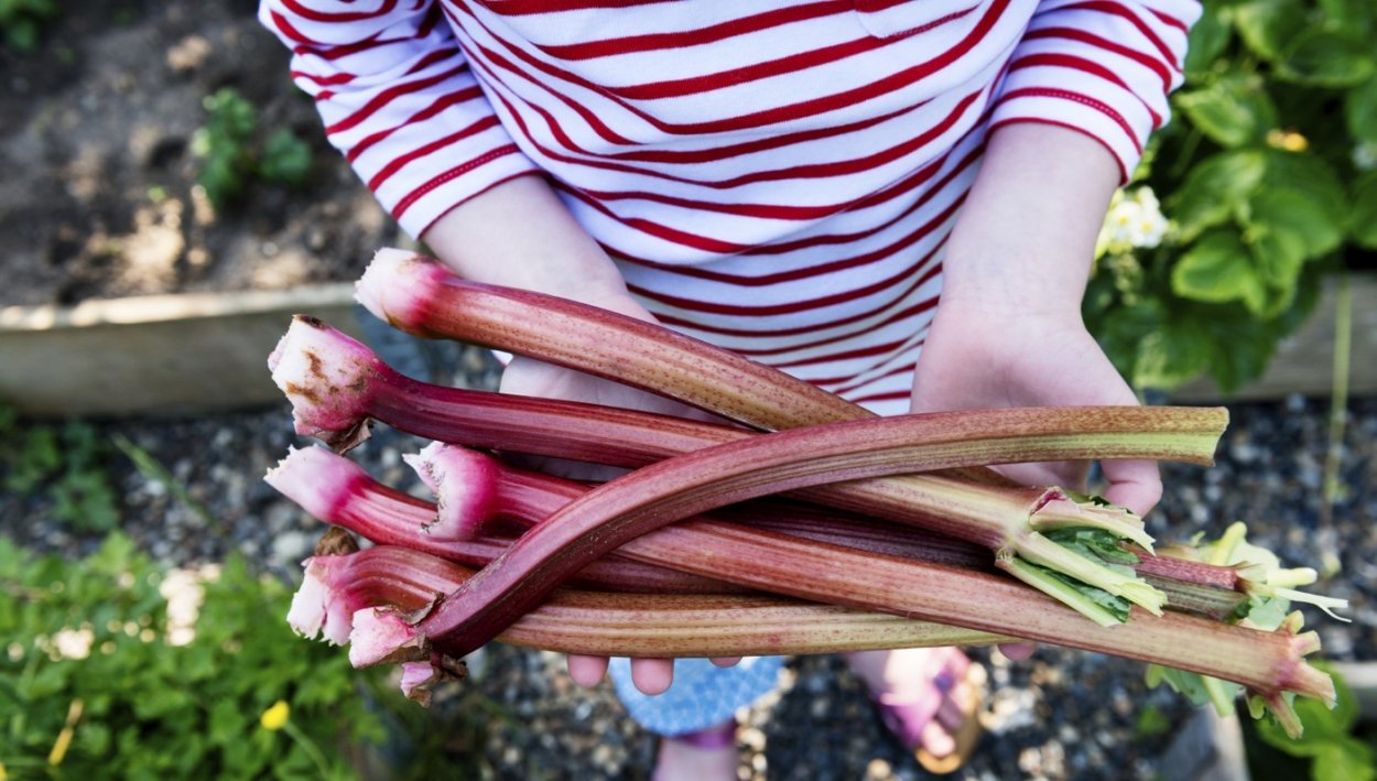 Ревень дачный