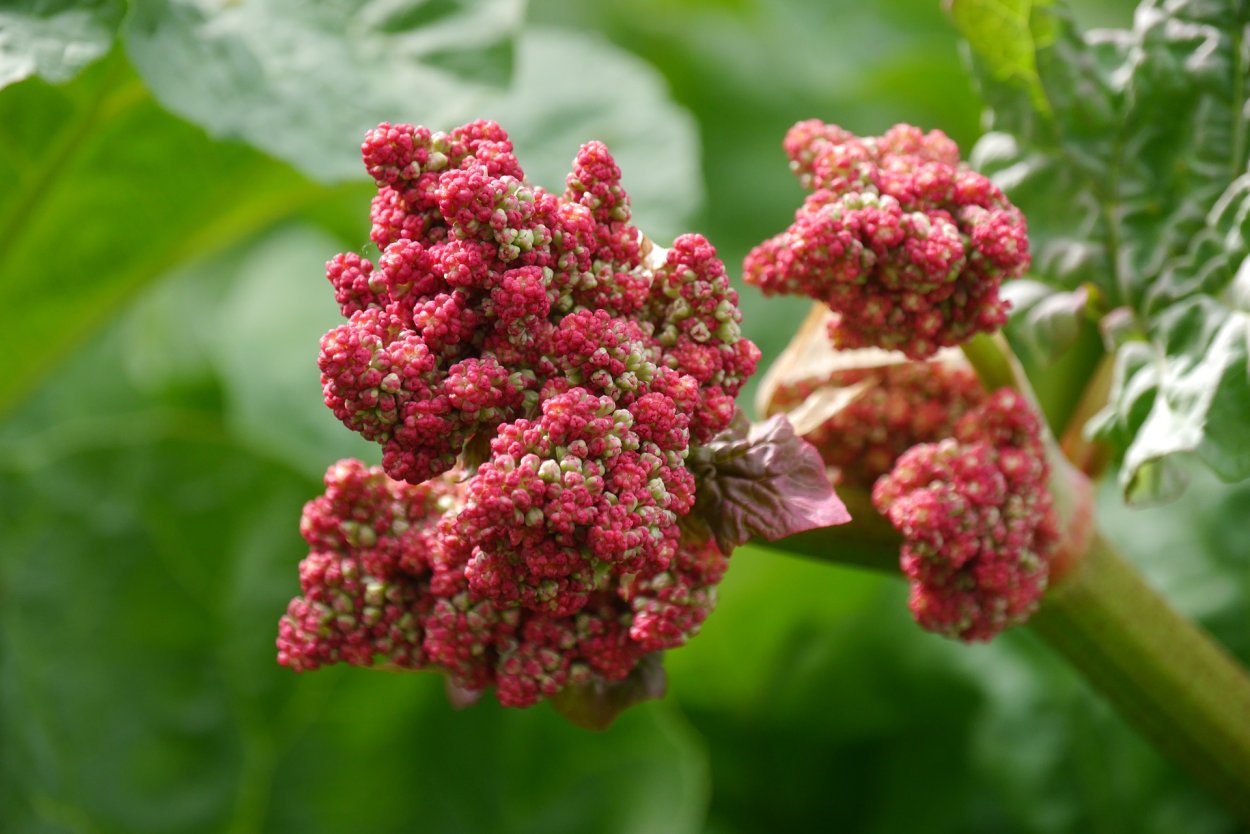 Корни ревеня волнистого