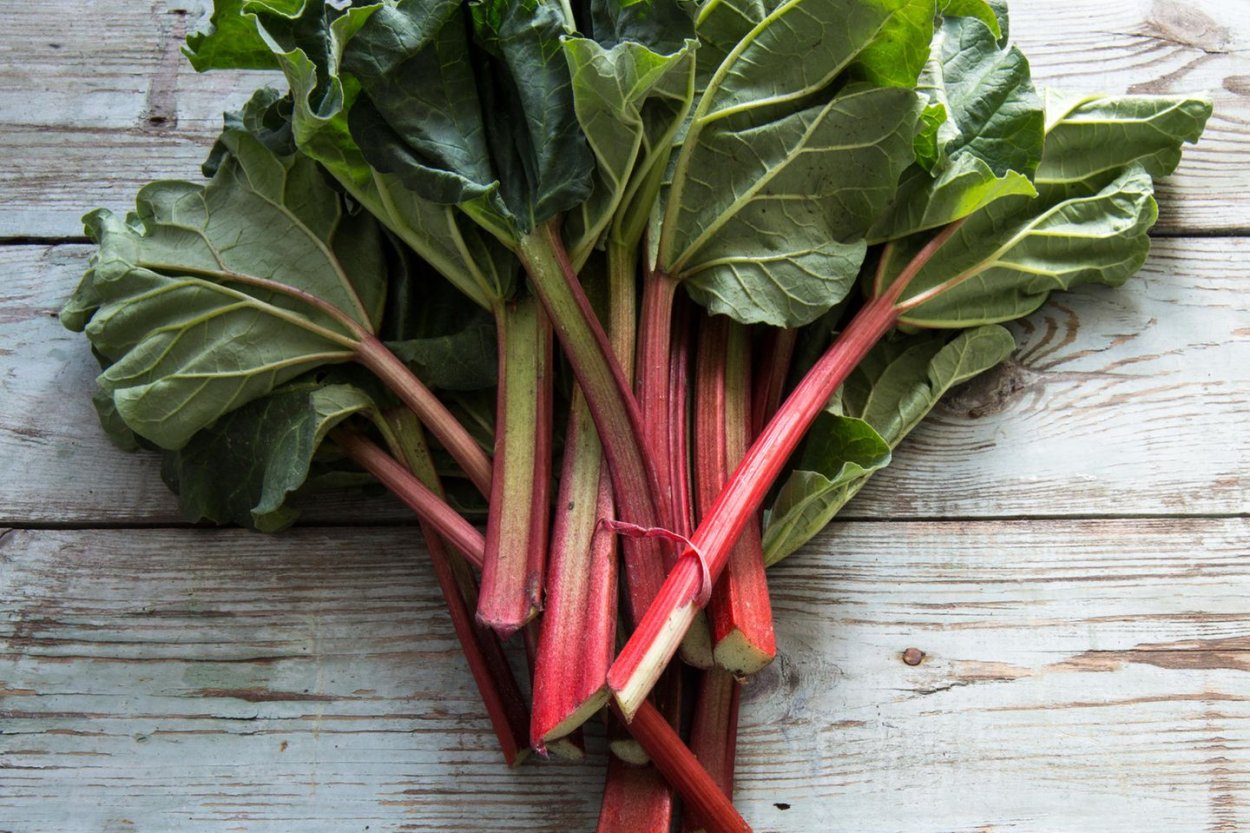 Ревень благородный Тибет