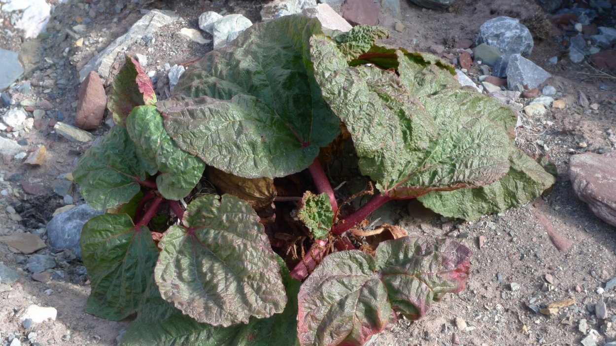 Rheum rhabarbarum» Victoria» ревень