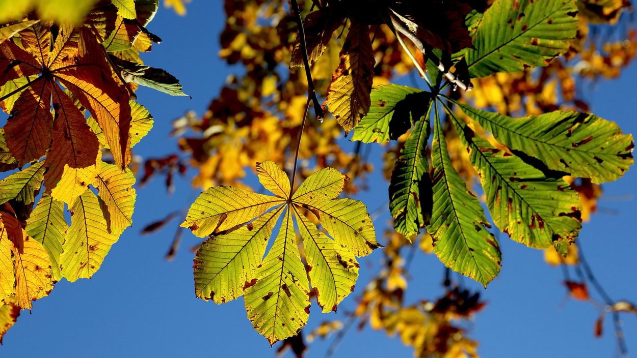 Конский каштан листья осенью