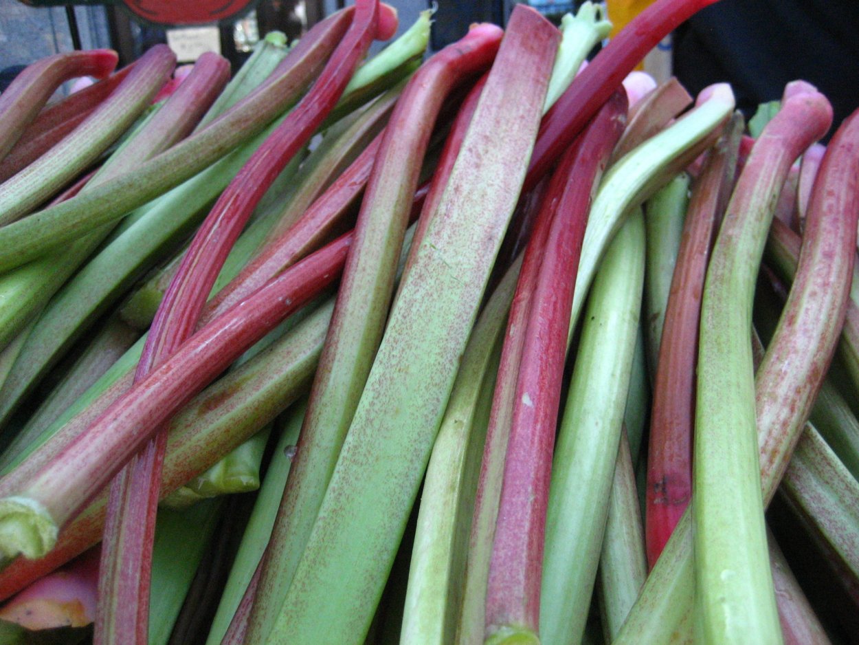 Ревень огородный - Rheum Rhaponticum