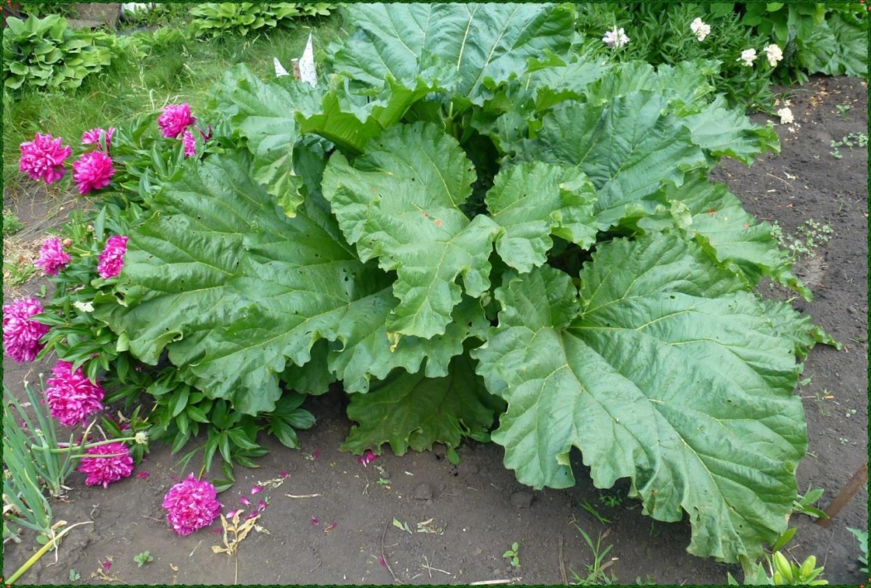 Горный ревень Кисличка