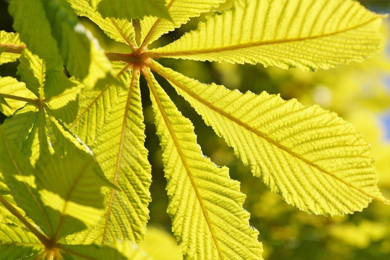 Конский каштан листья