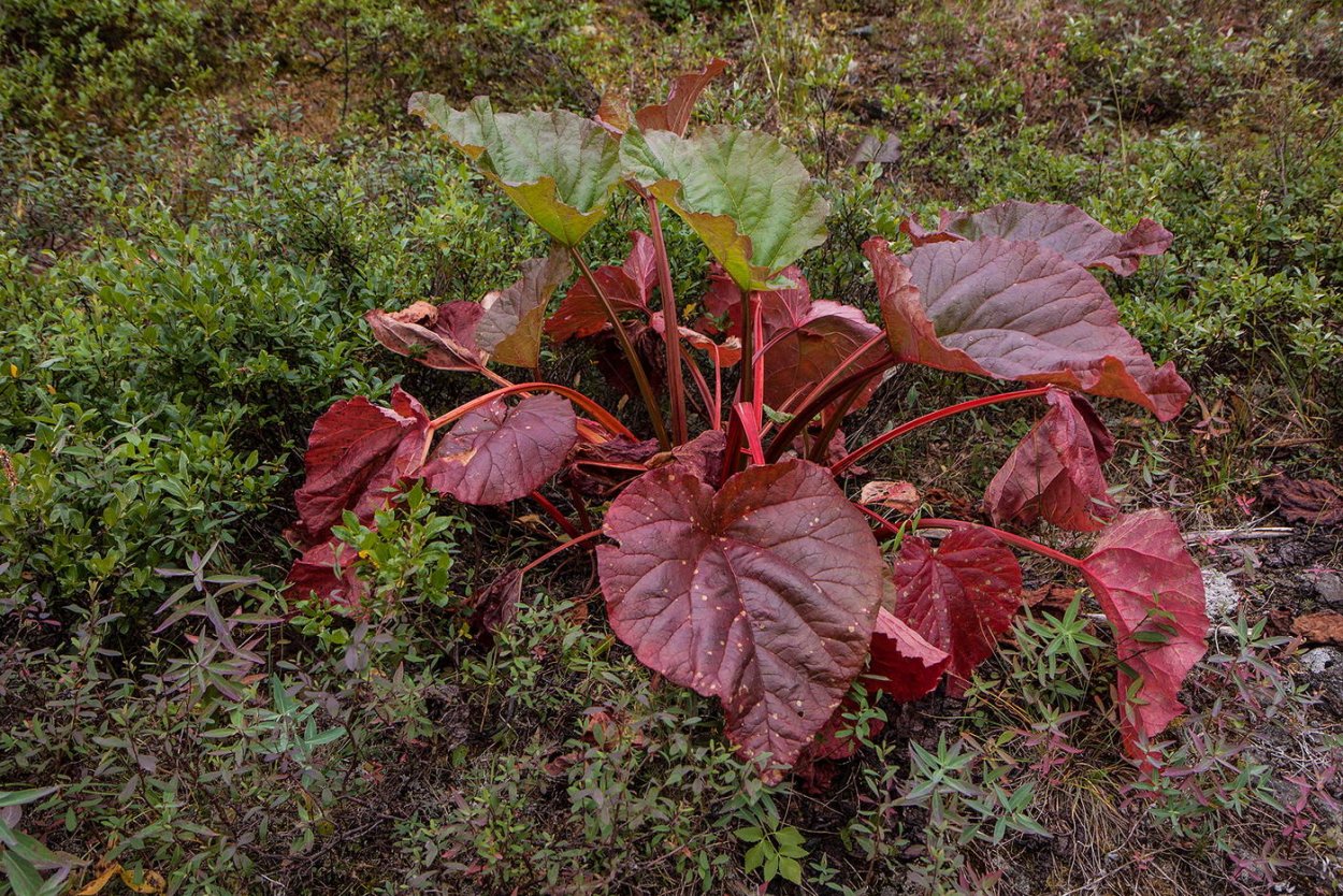 Ревень густоцветковый