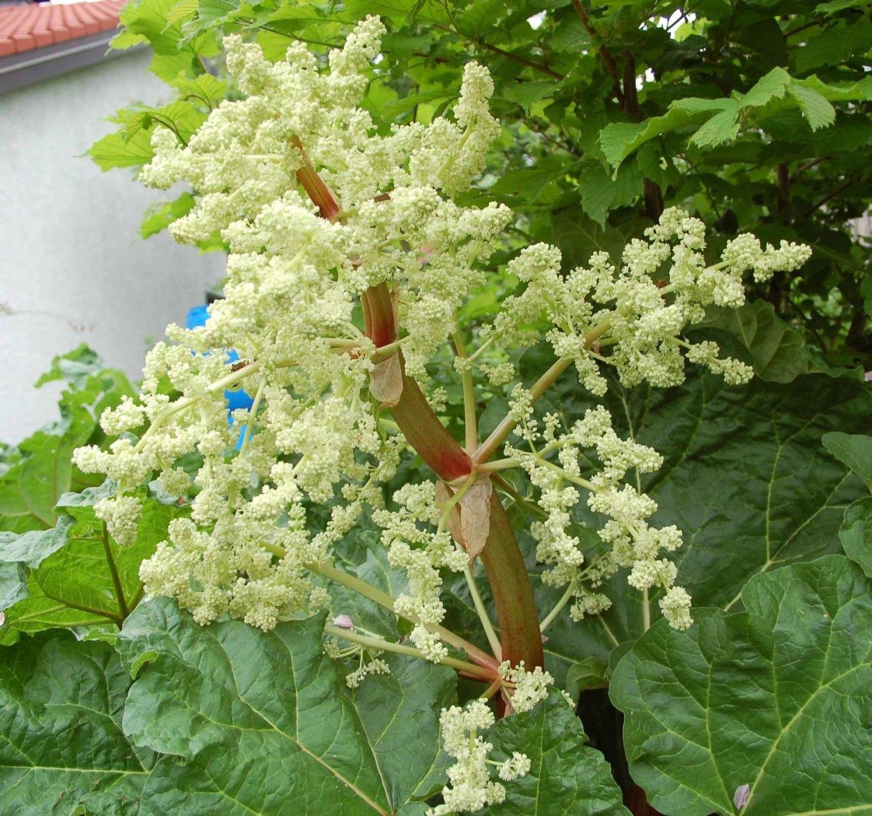 Ревень скученный