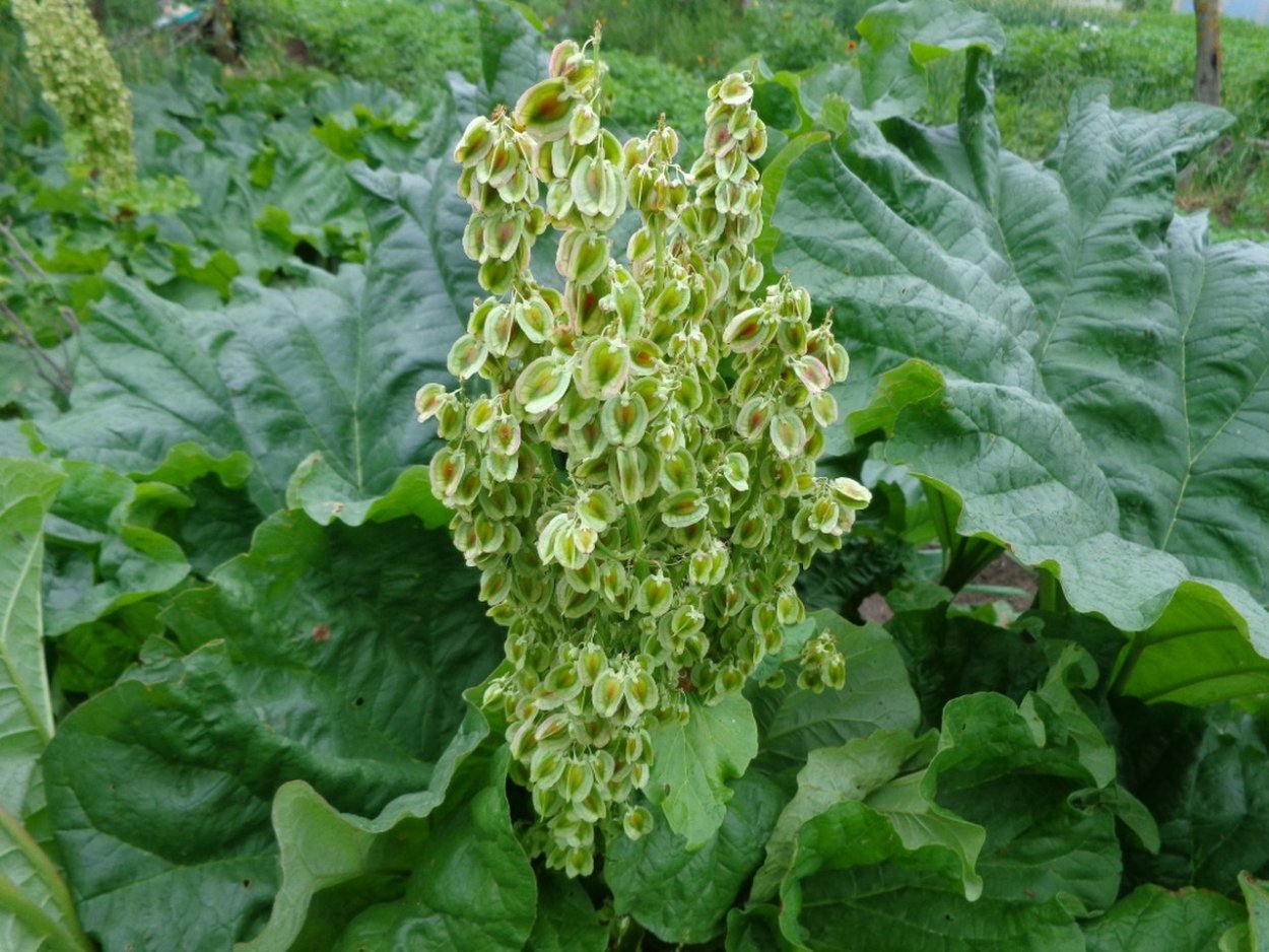 Ревень Алтайский Rheum compactum