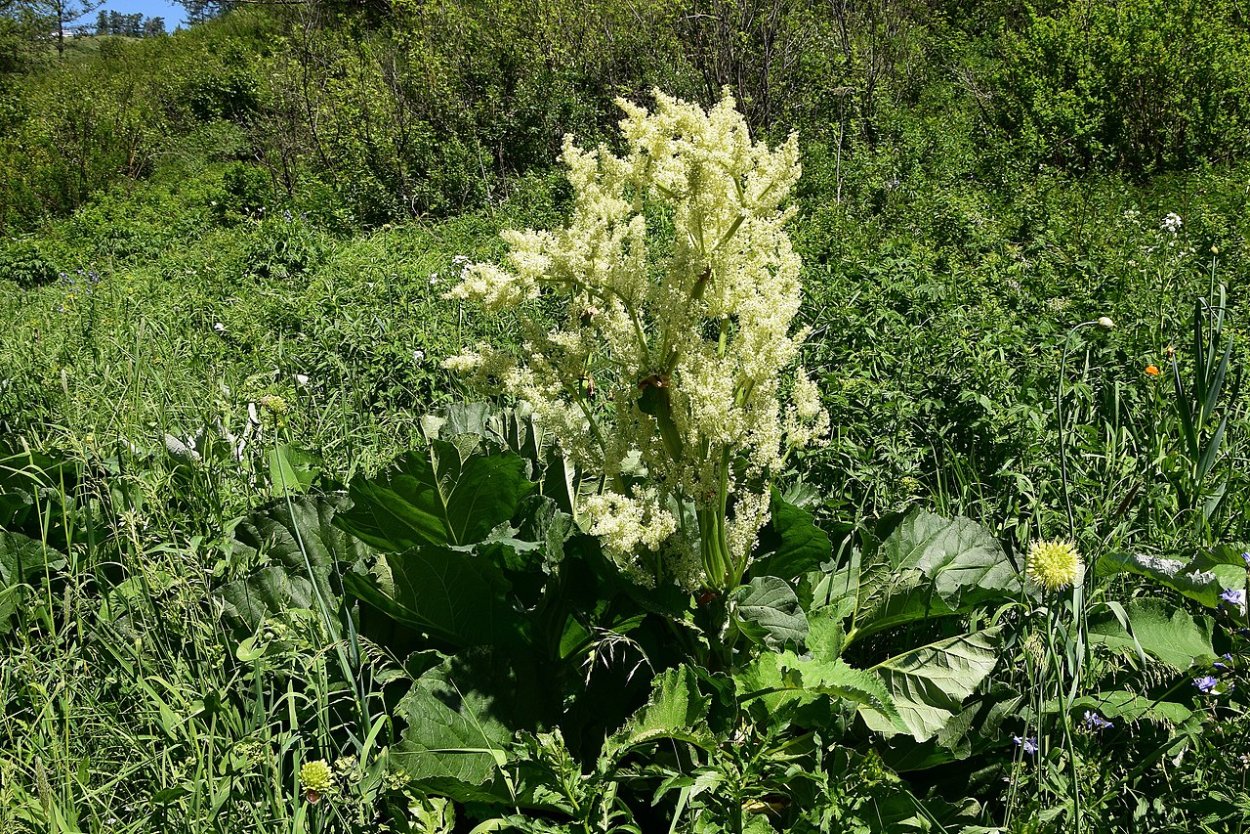 Ревень скученный