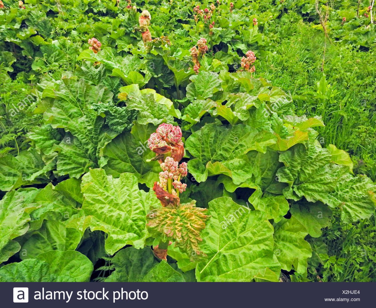 Ревень густоцветковый