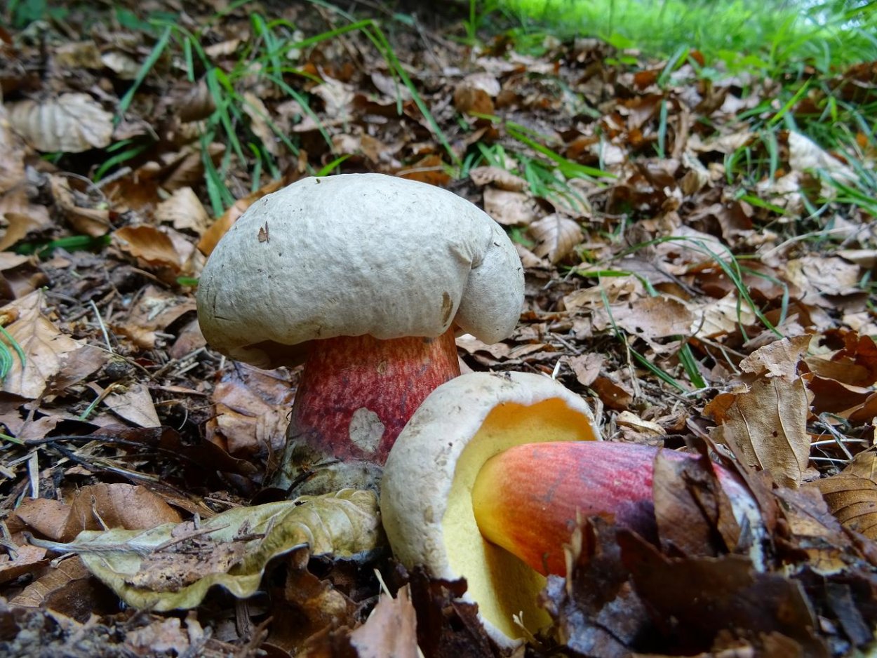 Боровик красивоокрашенный (Boletus pulchrotinctus)