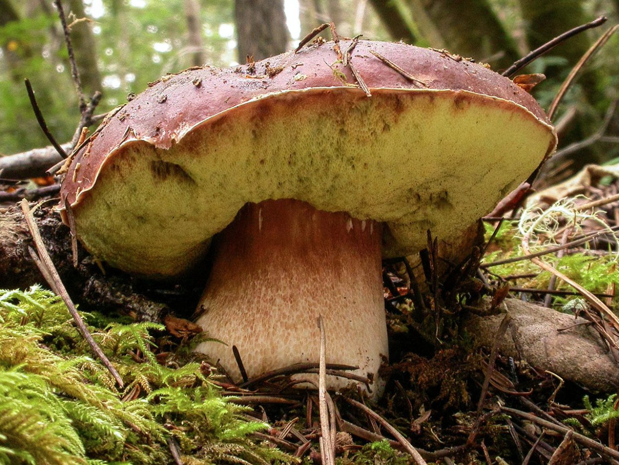 Гриб белый Боровик Королевский