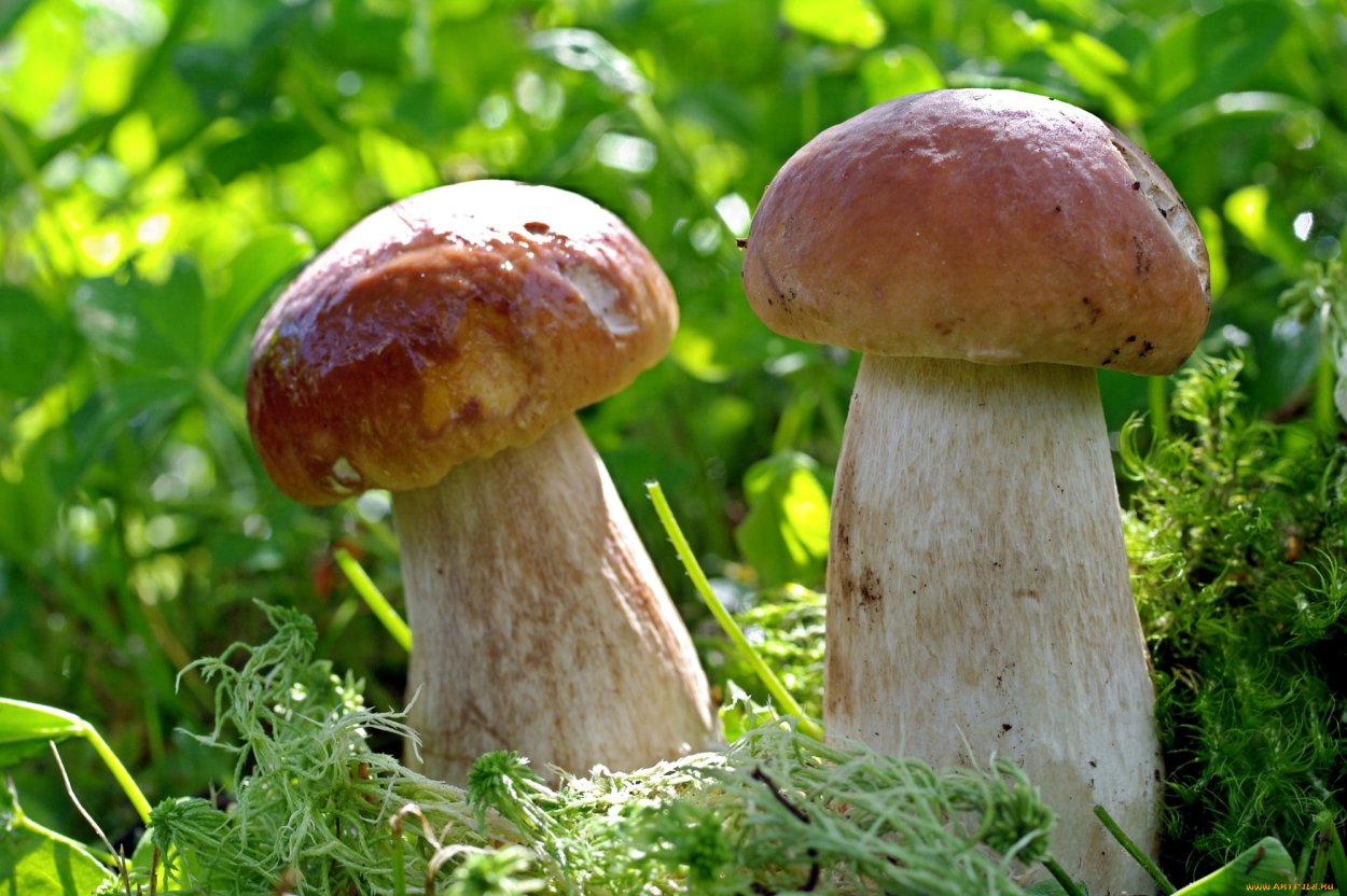 Белый гриб Боровик