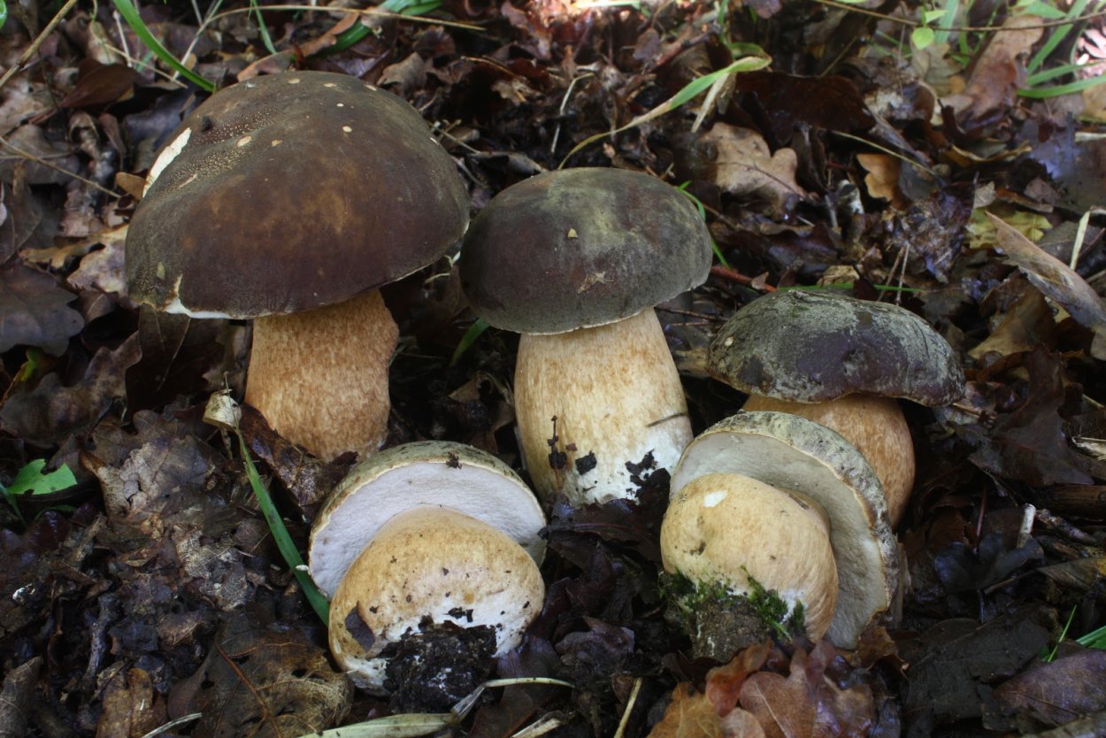 Лесные грибы боровики