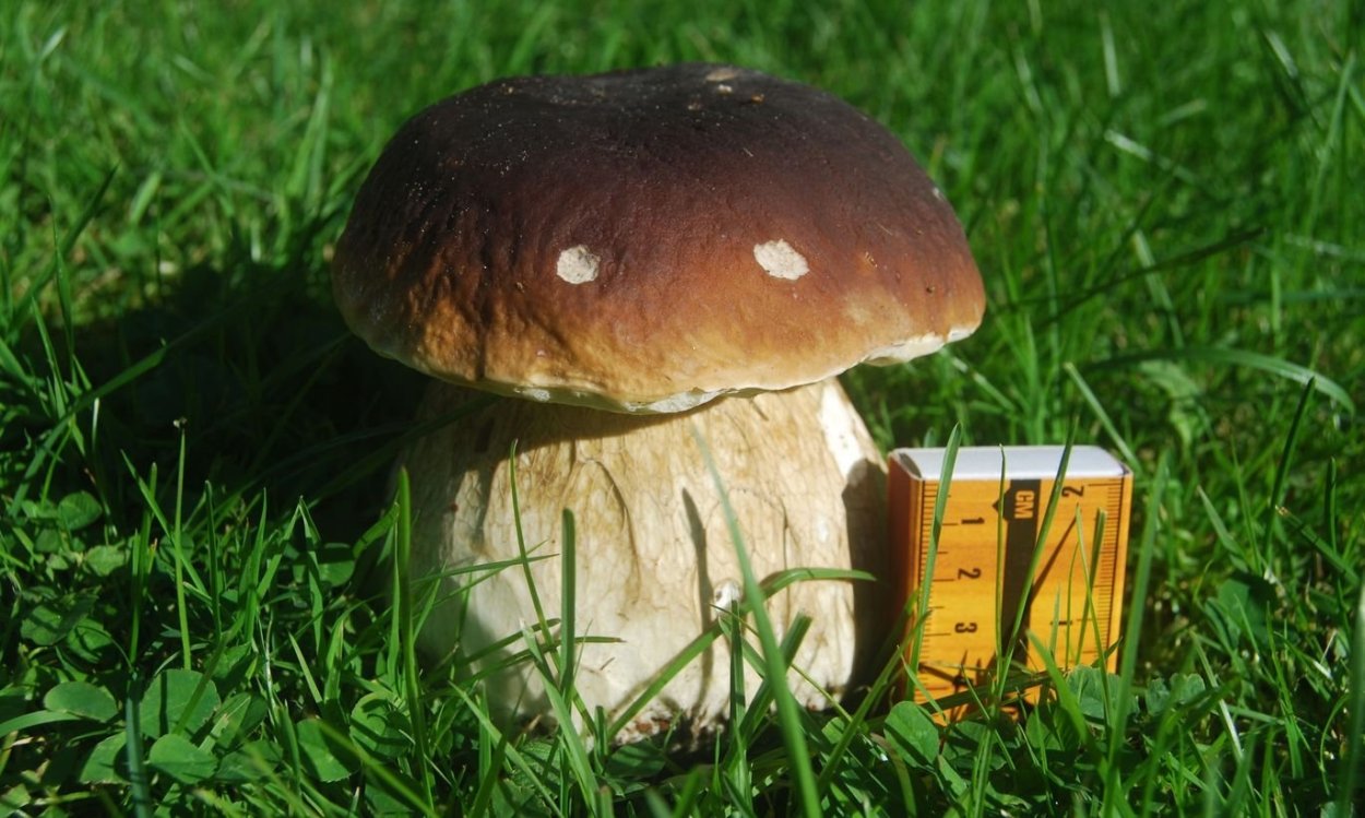 Белый гриб Сосновый