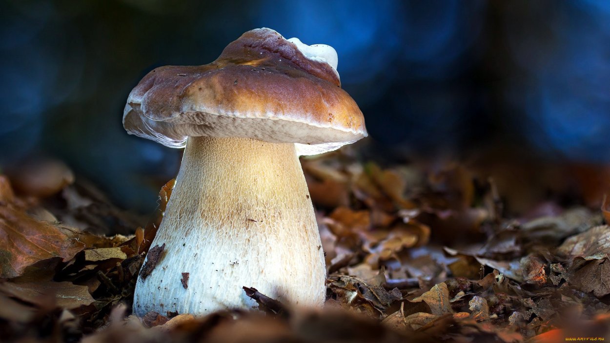 Боровик Королевский