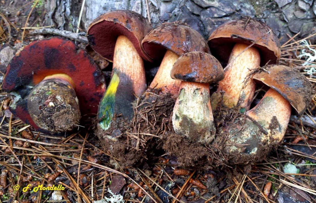 Болетус красноножковый Neoboletus erythropus