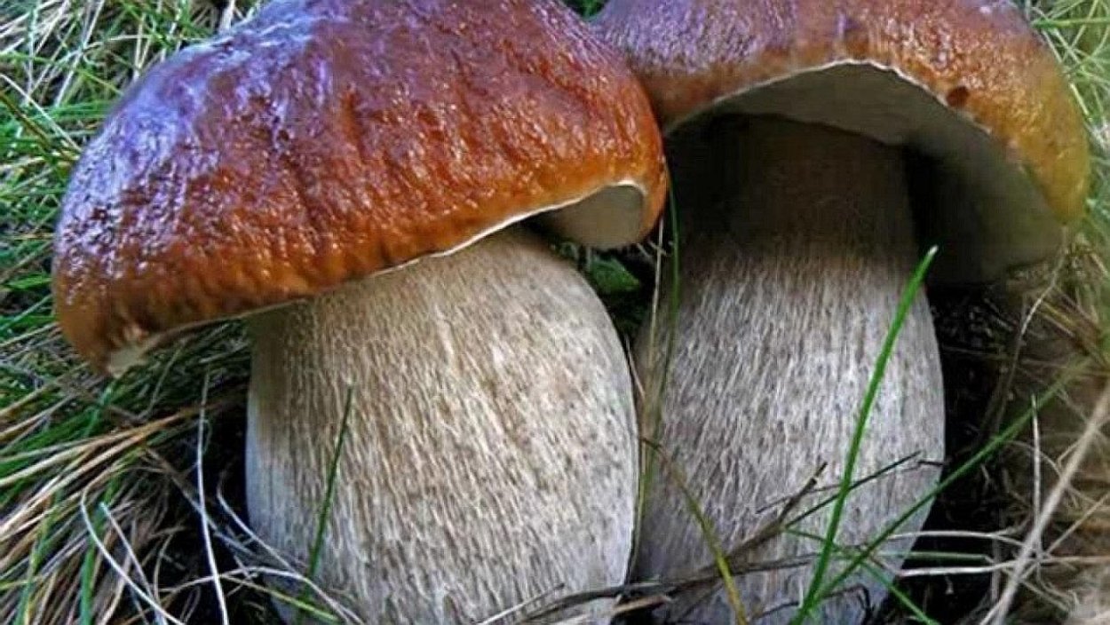 У пригорка на дорожке гриб стоит на толстой ножке