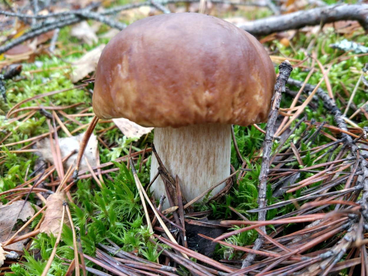 Боровик пороспоровый гриб