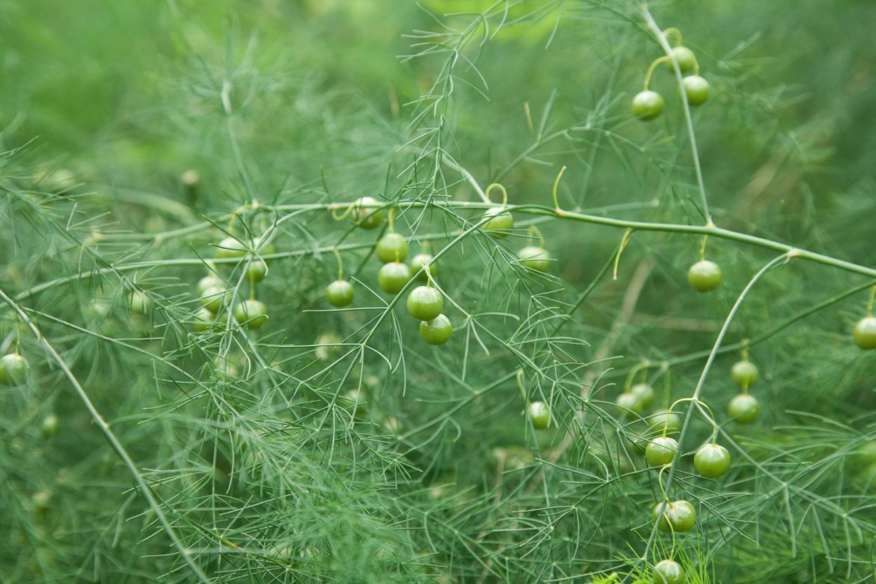 Спаржа многолистная