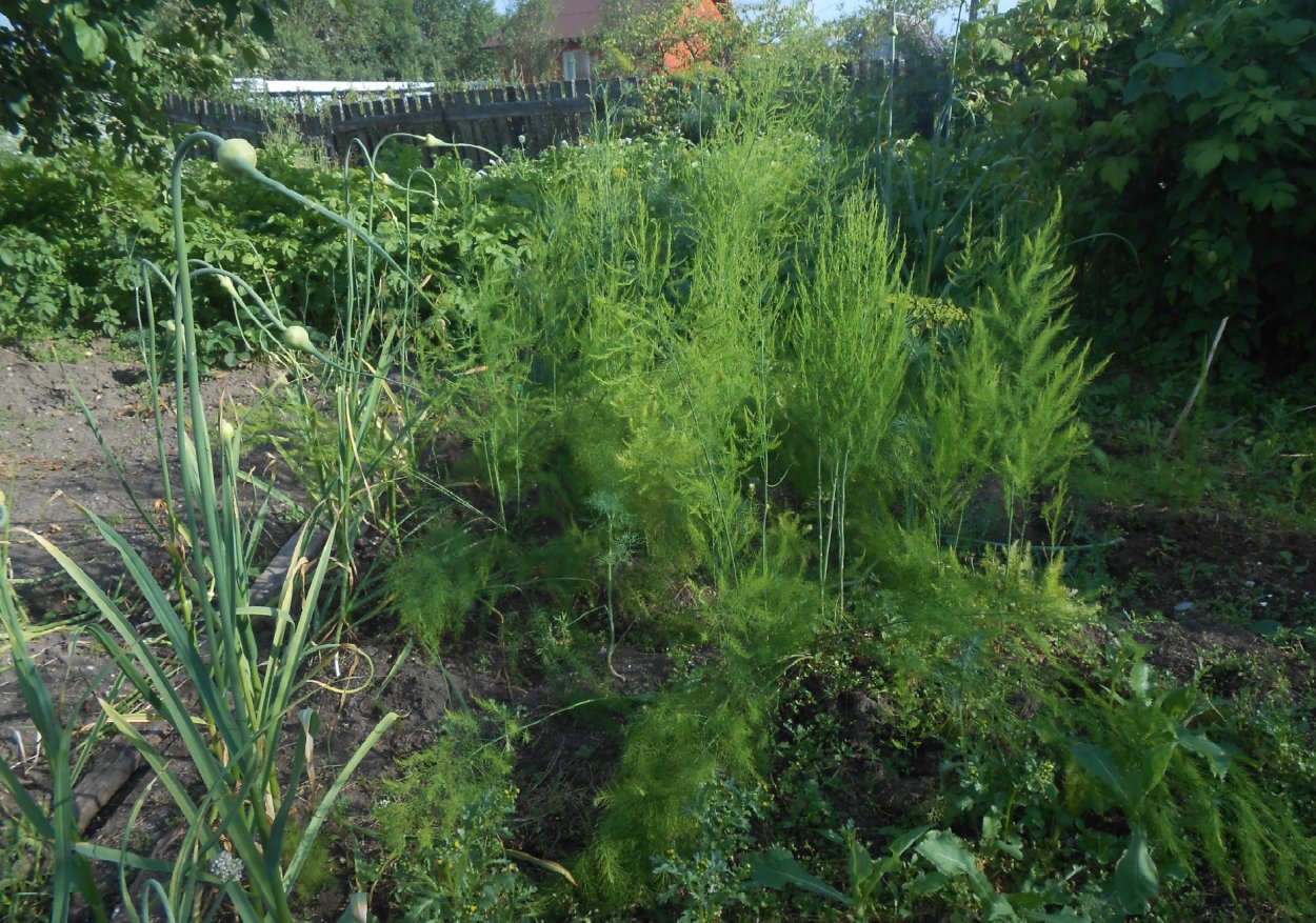 Аспарагус спаржа