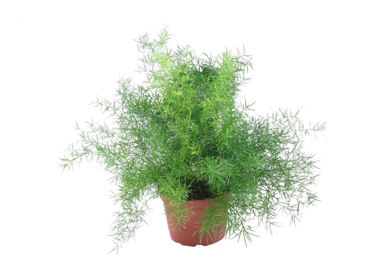 Аспарагус перистый