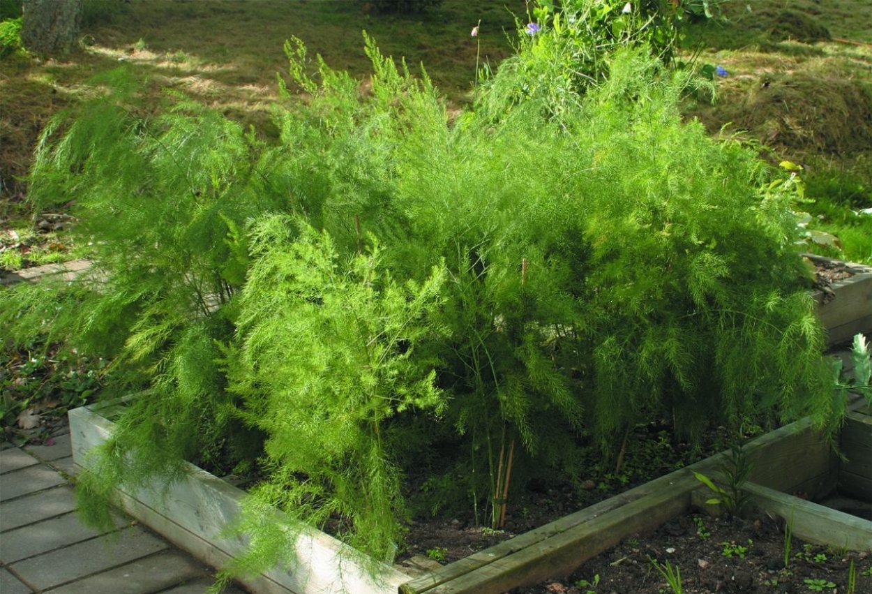 Аспарагус спаржа