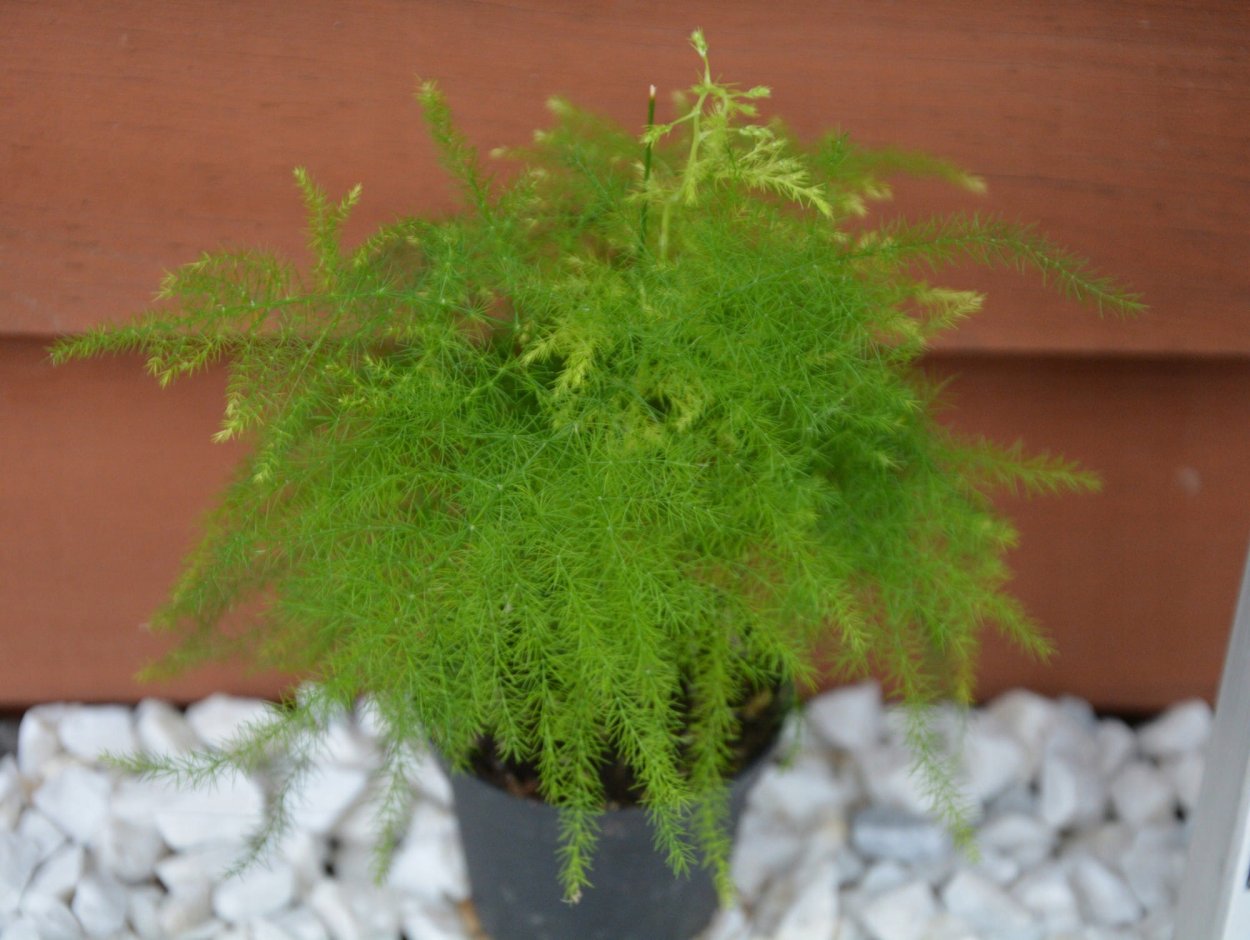 Спаржа аспарагус декоративная