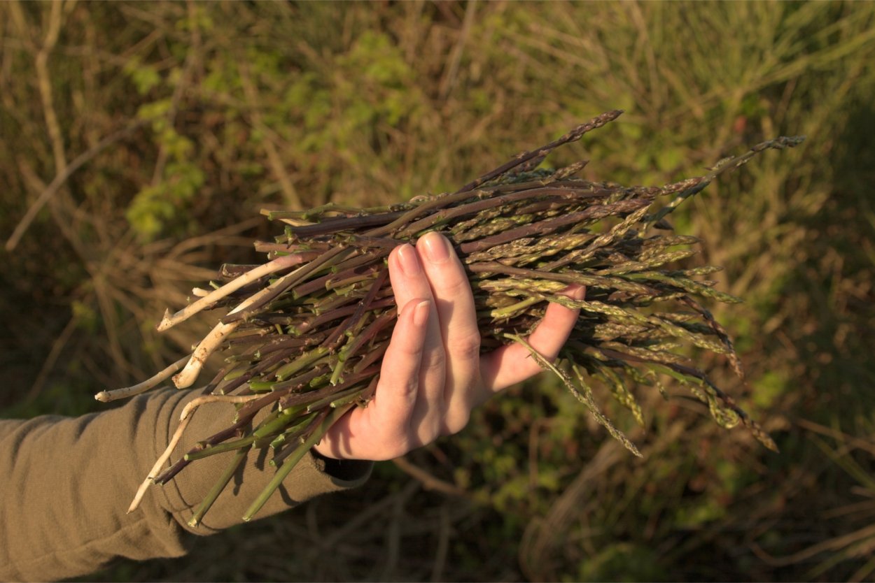 Аспарагус спаржа Дикая