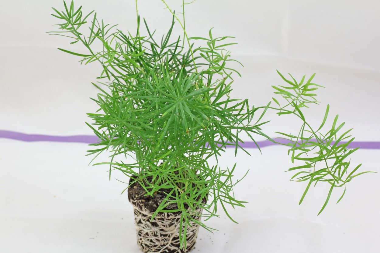 Аспарагус пирамидальный