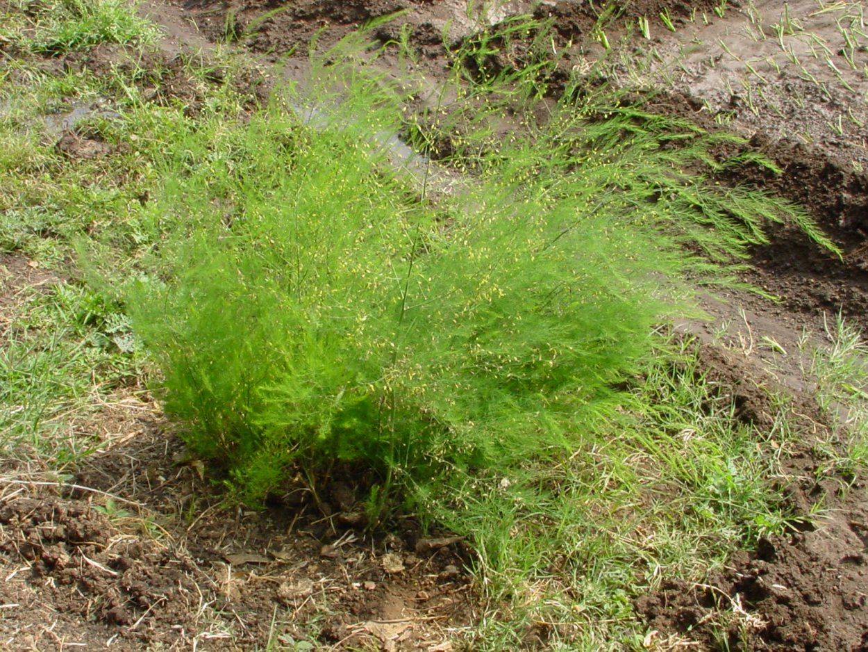 Спаржа кистевидная Шатавари