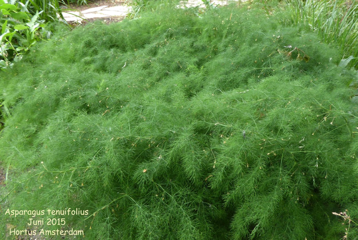 Asparagus tenuifolius