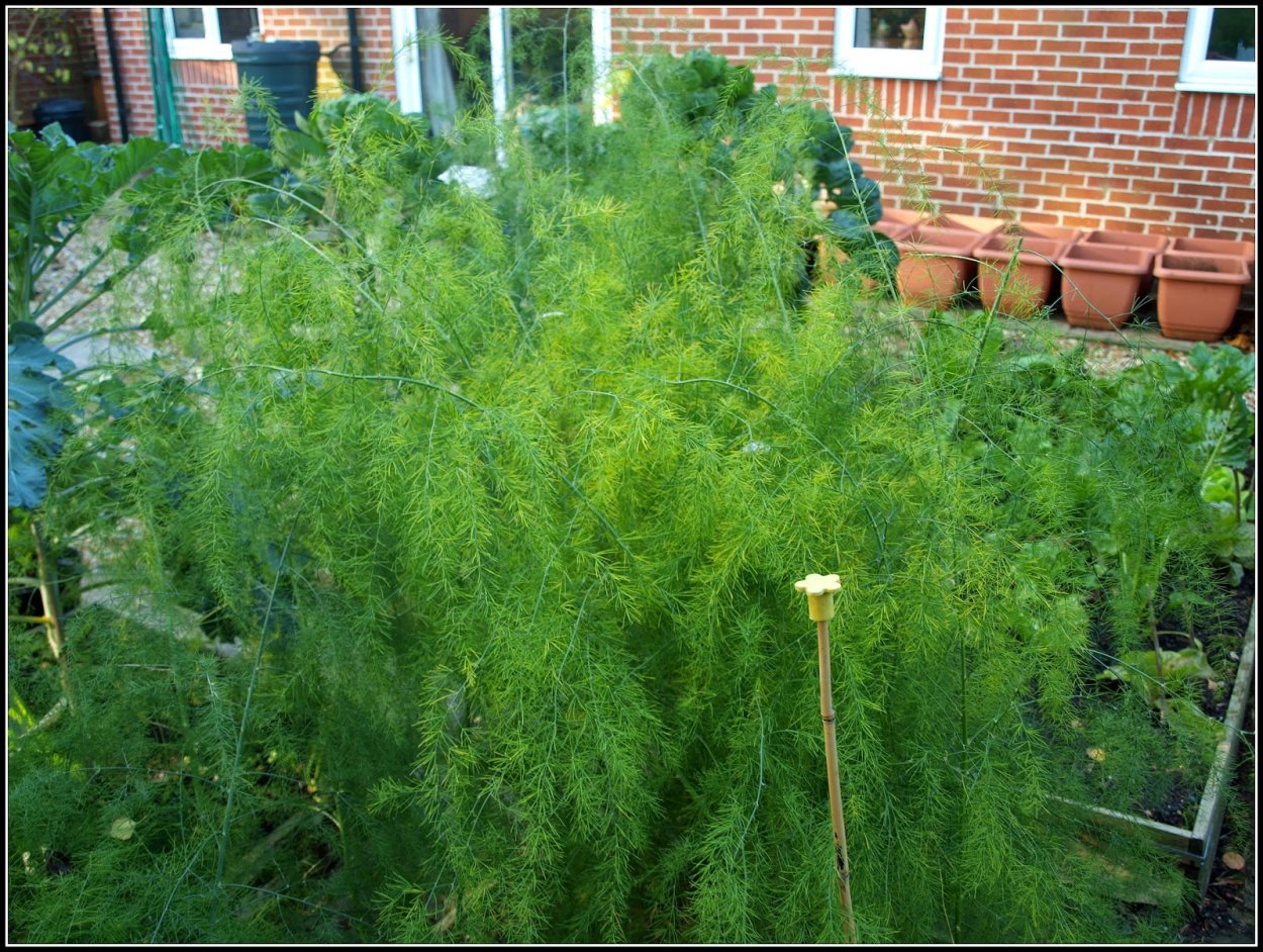 Аспарагус кустовой
