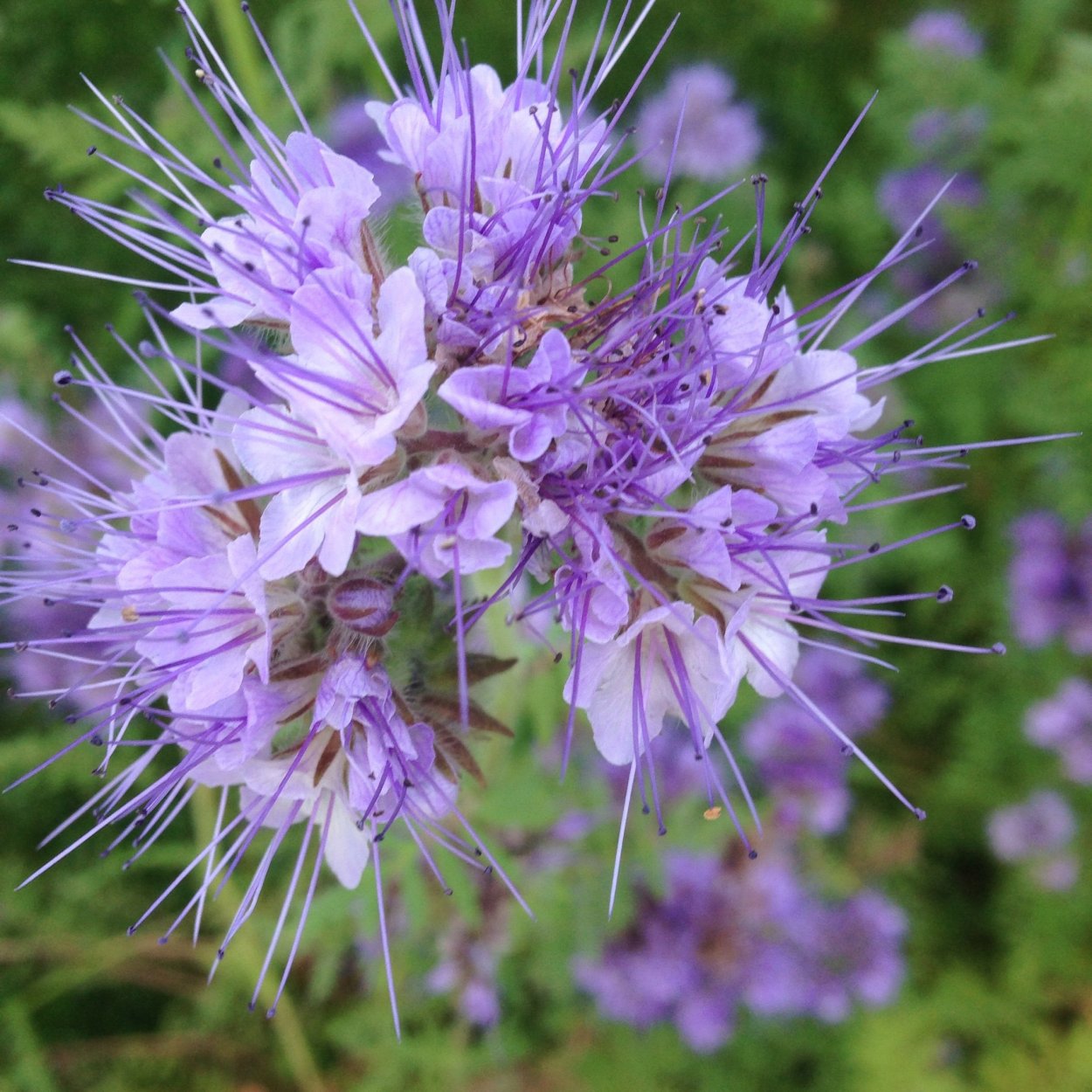 Фацелия рябинколистная