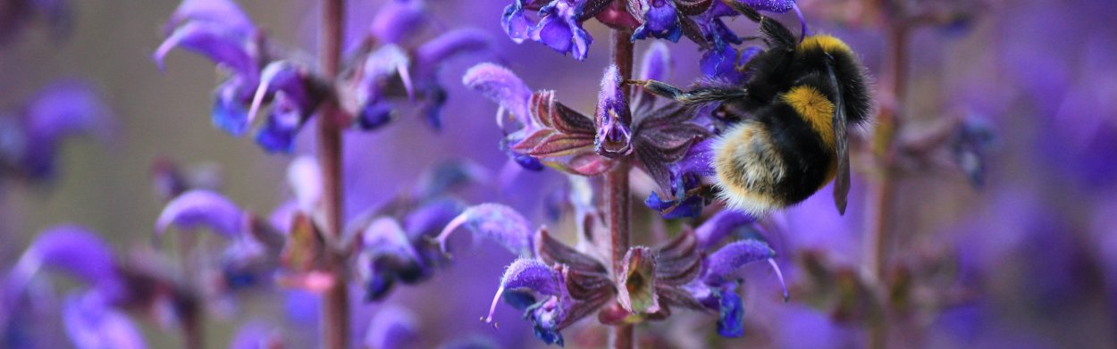 Сиреневые цветы медоносы