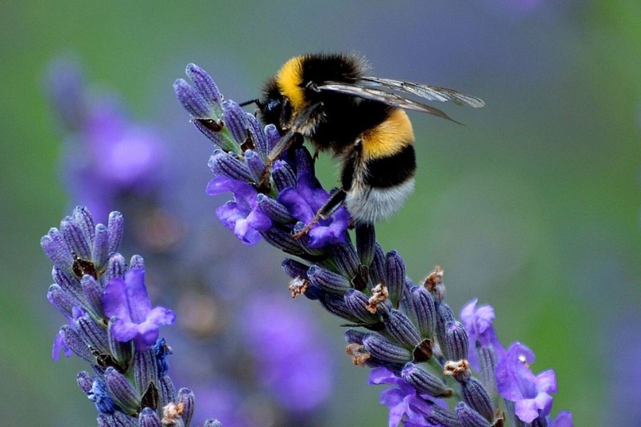 Лофант "Purple Haze"