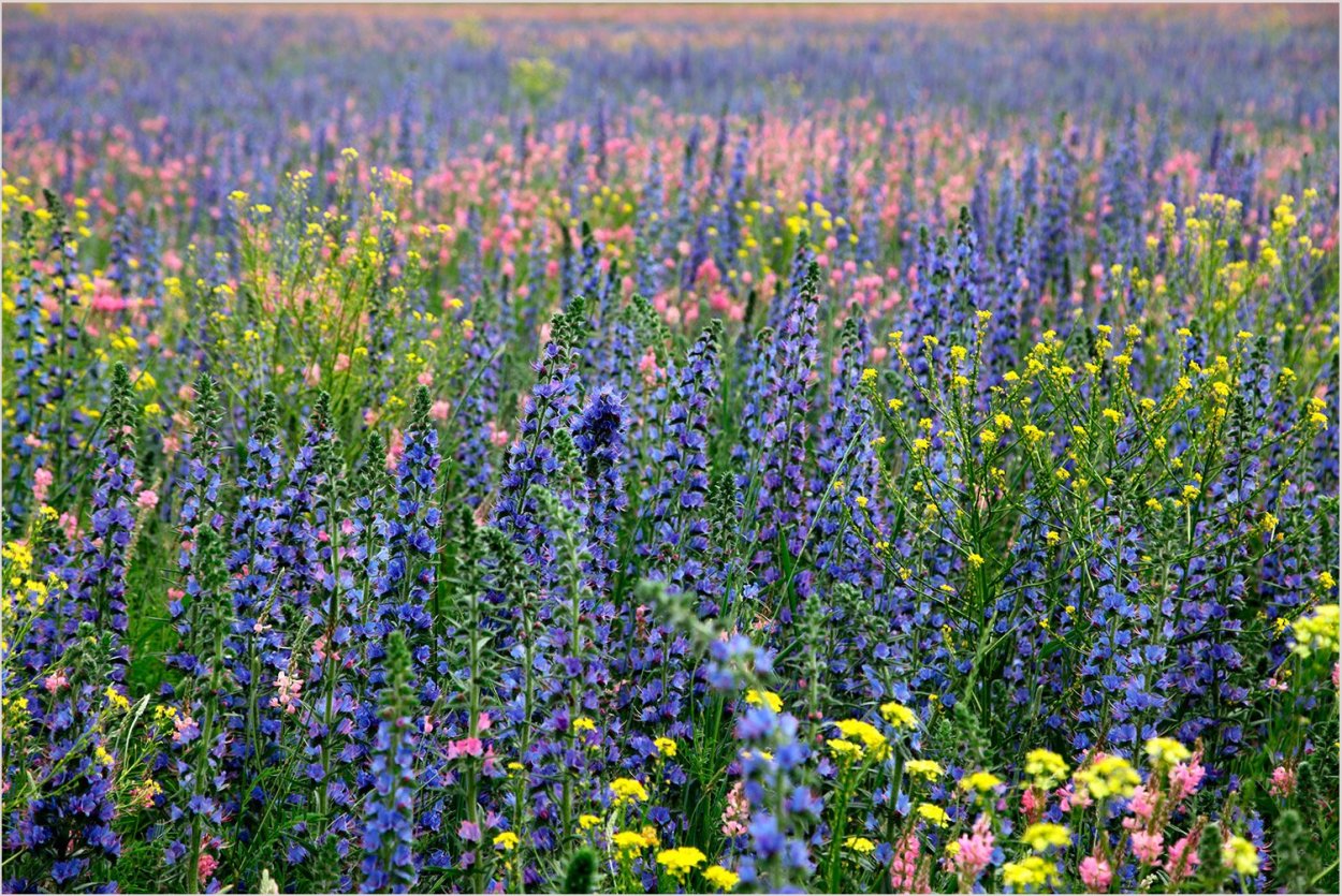 Фацелия сидерат