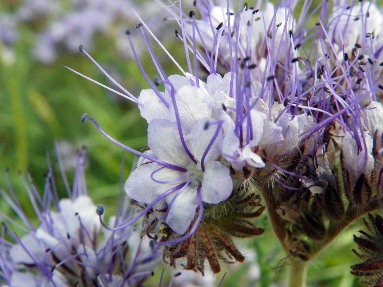 Полевой цветок Медовник сиреневый