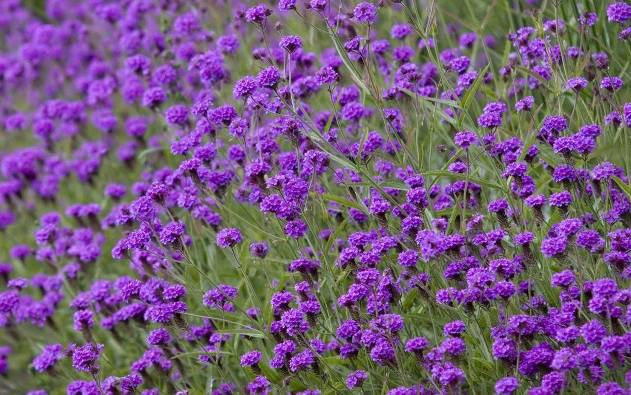 Синяк белеющий, Echium candicans,