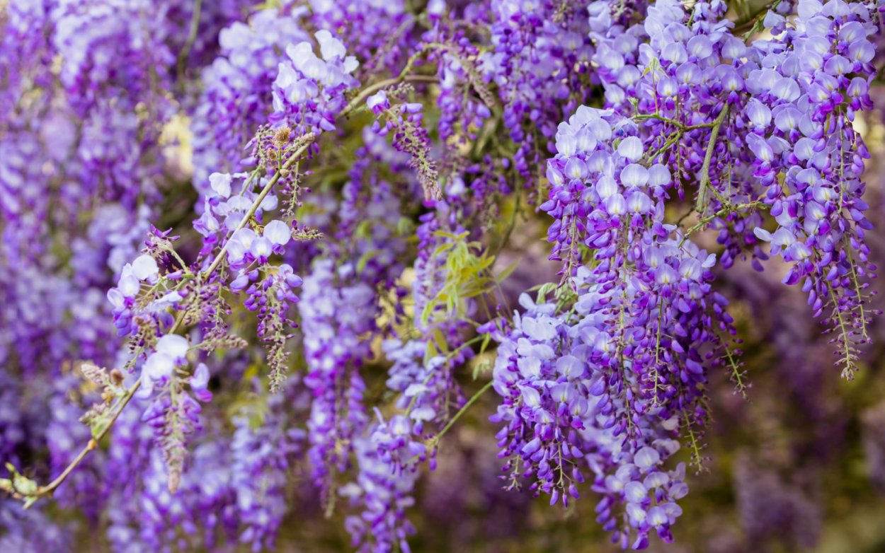Сиреневый Репях полевой цветок