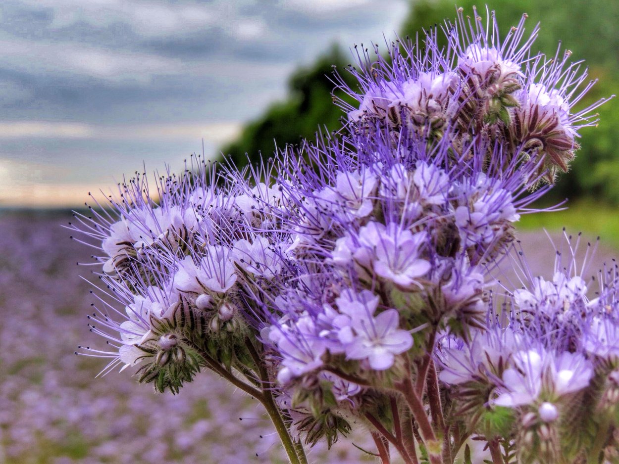 Фацелия рябинколистная