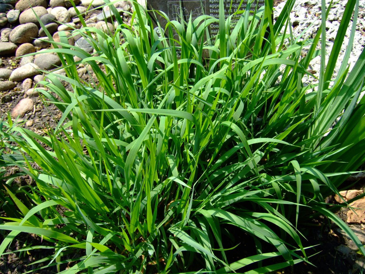 Растения Иллинойса