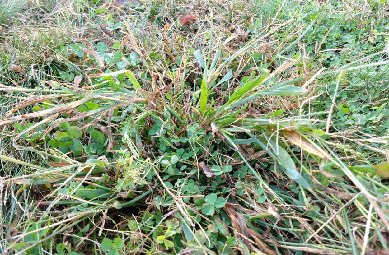 Купорная трава