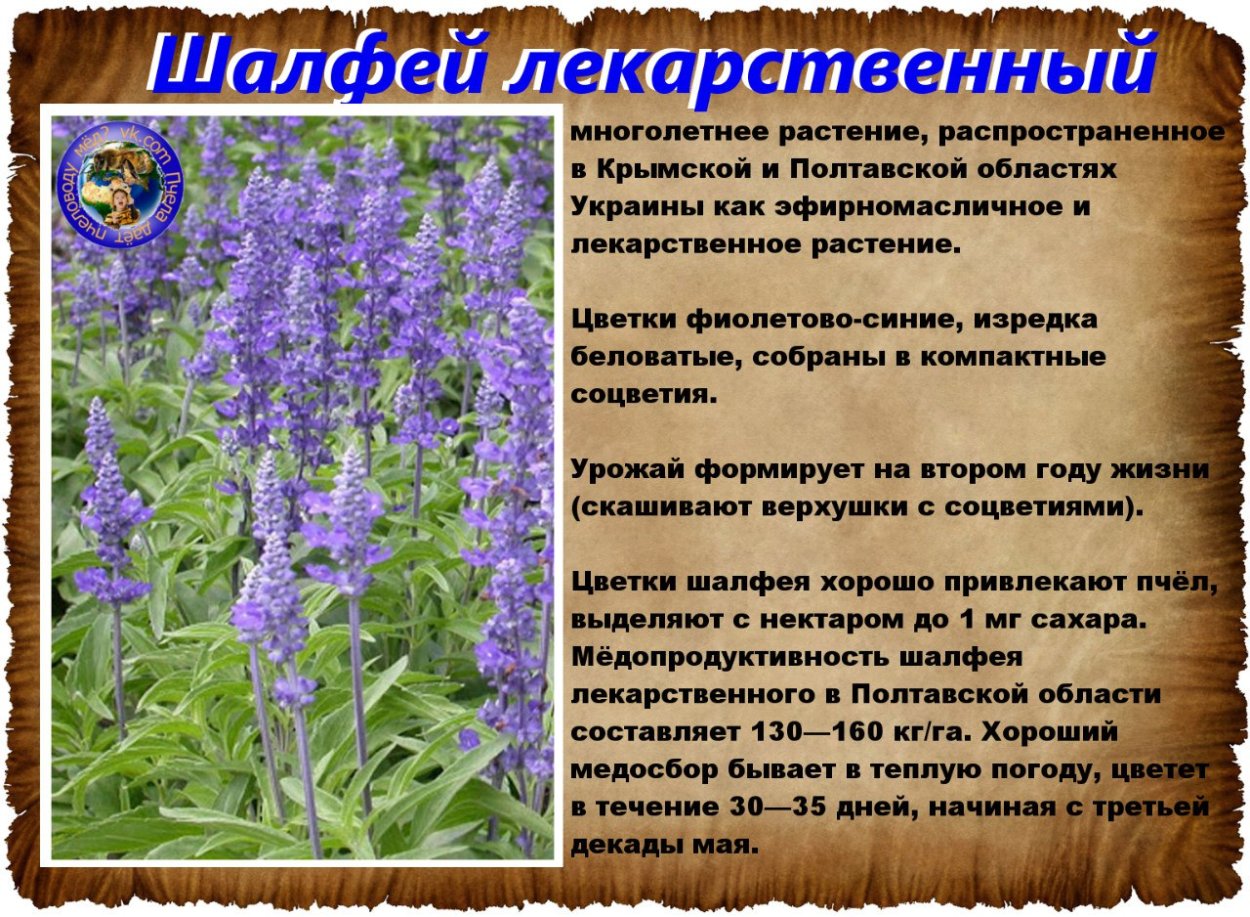 Полевой цветок Медовник сиреневый